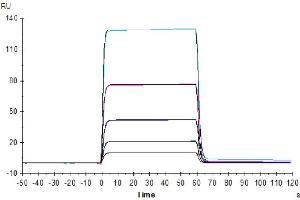 Human CD58, hFc Tag captured on CM5 Chip via Protein A can bind Human CD2, His Tag with an affinity constant of 440 nM as determined in SPR assay (Biacore T200). (CD2 Protein (CD2) (His tag))