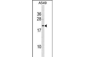 BLVRB Antibody (Center) (ABIN1881116 and ABIN2838936) western blot analysis in A549 cell line lysates (35 μg/lane).