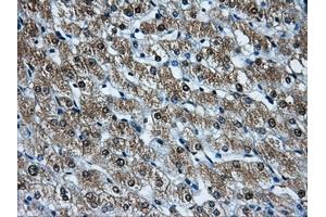 Immunohistochemical staining of paraffin-embedded pancreas tissue using anti-HDAC10mouse monoclonal antibody. (HDAC10 antibody)