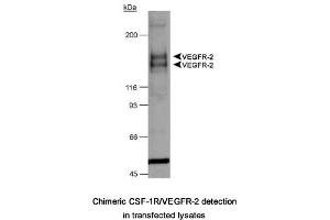 Image no. 1 for anti-Fms-Related tyrosine Kinase 1 (VEGFR1) (FLT1) (AA 800-900), (Internal Region) antibody (ABIN363475)