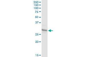 PHF11 MaxPab rabbit polyclonal antibody. (PHF11 antibody  (AA 1-292))