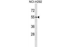 Western Blotting (WB) image for anti-Neuropeptide Y Receptor Y1 (NPY1R) antibody (ABIN5020080) (NPY1R antibody)