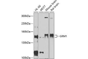 Western blot analysis of extracts of various cell lines, using GRM1 antibody (ABIN6128230, ABIN6141420, ABIN6141422 and ABIN6215225) at 1:1000 dilution. (Metabotropic Glutamate Receptor 1 antibody  (AA 920-1140))