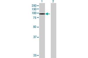Western Blot analysis of PRDM1 expression in transfected 293T cell line by PRDM1 MaxPab polyclonal antibody. (PRDM1 antibody  (AA 1-789))