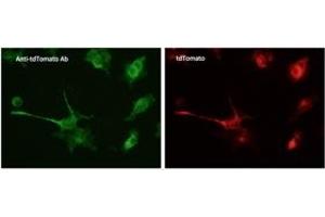 Immunofluorescence (IF) image for anti-tdTomato Fluorescent Protein (tdTomato) antibody (ABIN6254170) (tdTomato antibody)