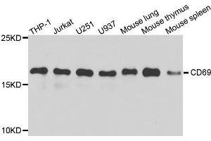 Western blot analysis of extracts of various cell lines, using CD69 antibody. (CD69 antibody  (AA 62-199))