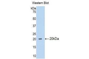 Western Blotting (WB) image for anti-Phospholipase A1 Member A (PLA1A) (AA 309-452) antibody (ABIN1860249) (PLA1A antibody  (AA 309-452))