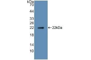 Western Blotting (WB) image for anti-Tumor Necrosis Factor (Ligand) Superfamily, Member 11 (TNFSF11) (AA 79-247) antibody (ABIN7432751)