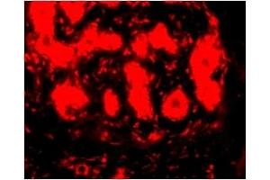 Immunofluorescence (IF) image for anti-Tripartite Motif Containing 5 (TRIM5) (C-Term) antibody (ABIN1030774) (TRIM5 antibody  (C-Term))