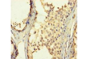 Immunohistochemistry of paraffin-embedded human testis tissue using ABIN7176323 at dilution of 1:100 (ZNF454 antibody  (AA 301-522))