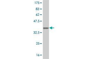 Western Blot detection against Immunogen (33. (HEYL antibody  (AA 1-70))