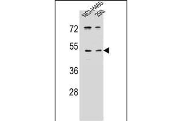 PRSS55 抗体  (C-Term)
