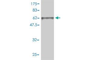 Western Blot detection against Immunogen (63. (FRS2 antibody  (AA 1-341))