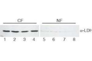 Western Blotting (WB) image for anti-Lactate Dehydrogenase (LDH) antibody (HRP) (ABIN5596934) (Lactate Dehydrogenase antibody  (HRP))