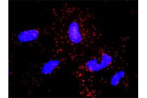 Proximity Ligation Analysis of protein-protein interactions between NCK1 and ABL2. (NCK1 antibody  (AA 1-377))