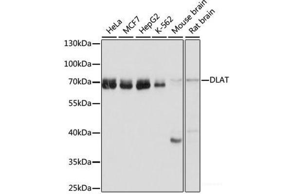 DLAT antibody