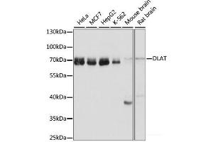 Western blot analysis of extracts of various cell lines using DLAT Polyclonal Antibody at dilution of 1:1000. (DLAT antibody)