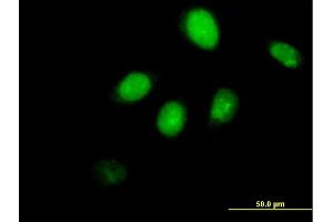 Immunofluorescence of purified MaxPab antibody to RUNX3 on HeLa cell. (RUNX3 antibody  (AA 1-429))