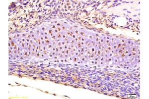 Formalin-fixed and paraffin embedded mouse embryo labeled with Anti-CRLF1 Polyclonal Antibody, Unconjugated (ABIN1386294) at 1:200 followed by conjugation to the secondary antibody and DAB staining (CRLF1 antibody  (AA 201-300))