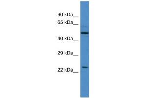 Western Blotting (WB) image for anti-Ubiquilin 4 (UBQLN4) (C-Term) antibody (ABIN2787187) (UBQLN4 antibody  (C-Term))