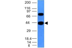Western Blot of hSKM cell lysate using Muscle Specific Actin Mouse Monoclonal Antibody (MSA/953).