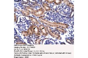 Human kidney (PAX5 antibody  (N-Term))