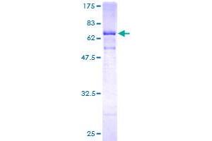 Cathepsin E Protein (CTSE) (AA 18-396) (GST tag)