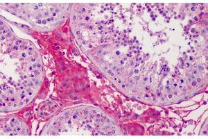 Human Testis: Formalin-Fixed, Paraffin-Embedded (FFPE) (APOA2 antibody  (AA 1-100))