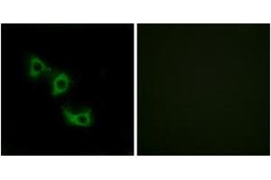Immunofluorescence analysis of HuvEc cells, using MRPL44 Antibody. (MRPL44 antibody  (AA 221-270))