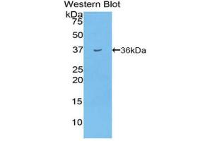 Western blot analysis of the recombinant protein. (Insulin antibody  (AA 25-54))