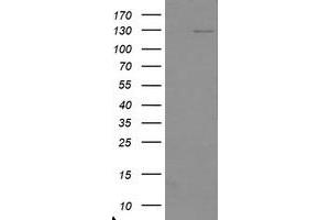 Image no. 1 for anti-Ubiquitin Specific Peptidase 36 (USP36) (AA 589-972) antibody (ABIN1491607) (USP36 antibody  (AA 589-972))