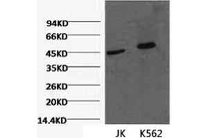 Western Blot analysis of 1) Jurkat, 2) K562 cells using CD16 Monoclonal Antibody at dilution of 1:2000. (CD16 antibody)