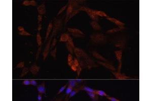 Immunofluorescence analysis of NIH/3T3 cells using OXA1L Polyclonal Antibody at dilution of 1:100. (OXA1L antibody)