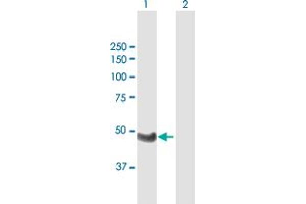 WTIP antibody  (AA 1-430)