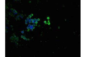 Immunofluorescence (IF) image for anti-Tumor Protein P53 (TP53) (pThr55) antibody (ABIN7127760)