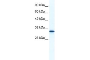 Western Blotting (WB) image for anti-Annexin A5 (ANXA5) antibody (ABIN2461370)