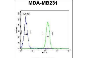Flow cytometric analysis of MDA-MB231 cells (right histogram) compared to a negative control cell (left histogram). (Liver Arginase antibody  (C-Term))