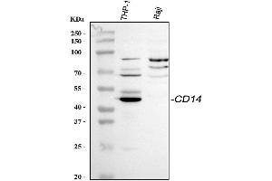 Western blot analysis of CD14 using anti-CD14 antibody (ABIN3044565).