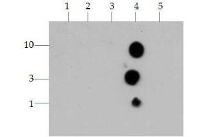 Dot Blot of Rabbit Histone H3 K4me3 Antibody. (Histone 3 antibody  (H3K4me3))