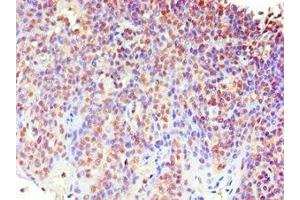 Immunohistochemistry of paraffin-embedded human tonsil tissue using ABIN7159621 at dilution of 1:100