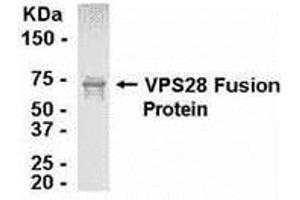 Western Blotting (WB) image for anti-Vacuolar Protein Sorting 28 (VPS28) (AA 1-221) antibody (ABIN2468070) (VPS28 antibody  (AA 1-221))
