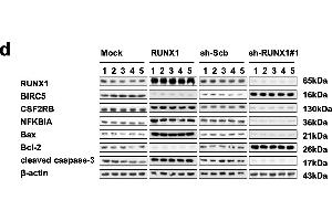 Western Blotting (WB) image for anti-Runt-Related Transcription Factor 1 (RUNX1) (AA 221-480) antibody (ABIN6147309)