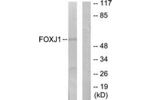 Western Blotting (WB) image for anti-Forkhead Box J1 (FOXJ1) (AA 271-320) antibody (ABIN2889710) (FOXJ1 antibody  (AA 271-320))