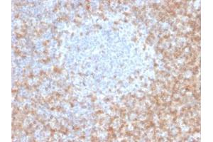 ABIN6383881 to CD5 was successfully used to stain T cells in human tonsil sections. (CD5 antibody  (Extracellular Domain))