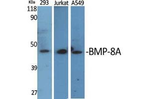 Western Blot (WB) analysis of specific cells using BMP-8A Polyclonal Antibody.