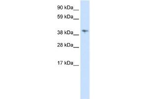 WB Suggested Anti-MSL3L1 Antibody Titration:  0. (MSL3 antibody  (C-Term))