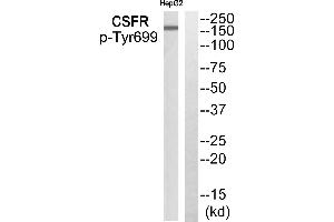Western blot analysis of extracts from HepG2 cells, using CSFR (Phospho-Tyr699) antibody. (CSF1R antibody  (pTyr699))
