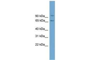 Image no. 1 for anti-Von Willebrand Factor A Domain Containing 5A (VWA5A) (AA 179-228) antibody (ABIN6745081) (VWA5A antibody  (AA 179-228))