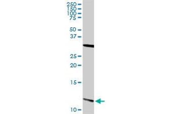 S100A13 antibody  (AA 1-98)