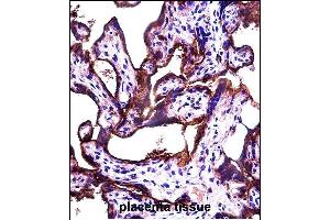 ALL2 Antibody (N-term) (ABIN657475 and ABIN2846503) immunohistochemistry analysis in formalin fixed and paraffin embedded human placenta tissue followed by peroxidase conjugation of the secondary antibody and DAB staining. (ALPPL2 antibody  (N-Term))